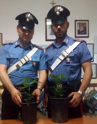 carabinieri cannabis