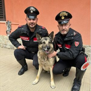 Chiuso in gabbia e abbandonato in un furgone a Potenza: cane salvato dai Carabinieri, deferito proprietario