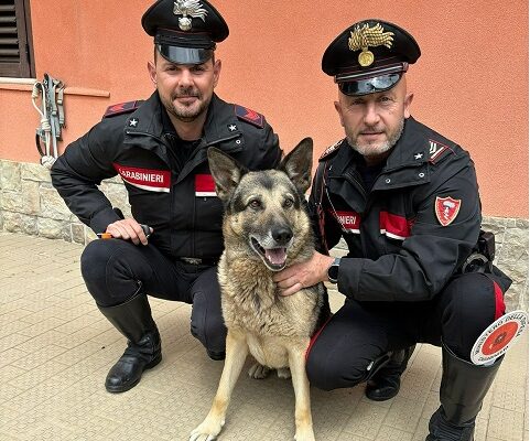 Chiuso in gabbia e abbandonato in un furgone a Potenza: cane salvato dai Carabinieri, deferito proprietario