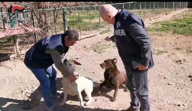 Carabinieri NAS, vasta operazione di controllo di canili e gattili a  livello nazionale: verificate 876 strutture di cui 26 sottoposte a  sequestro con 871 cani - SassiLive