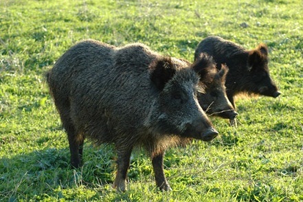 Cinghiali, assessore Braia: ok per introduzione controllo a chiamata e girata con cane limiere