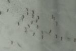Febbre "dengue" in Basilicata, contagiata donna brasiliana