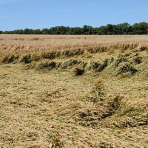 Cia-Agricoltori: Cerealicoltura in ginocchio, si attivino tutte le procedure in aiuto ai produttori