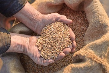 Coldiretti: in calo le semine di grano in Italia, allarme pasta